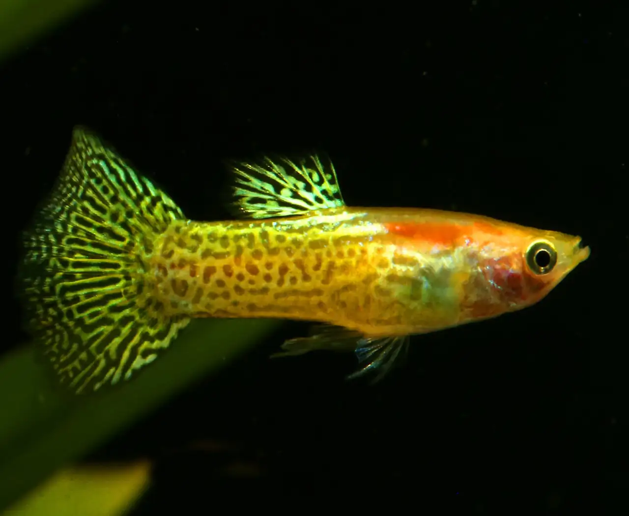 Lemon Cobra Guppy, Male